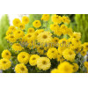 Złocień ogrodowy 'Citrus' | Chrysanthemum indicum
