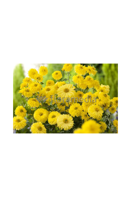 Złocień ogrodowy 'Citrus' | Chrysanthemum indicum