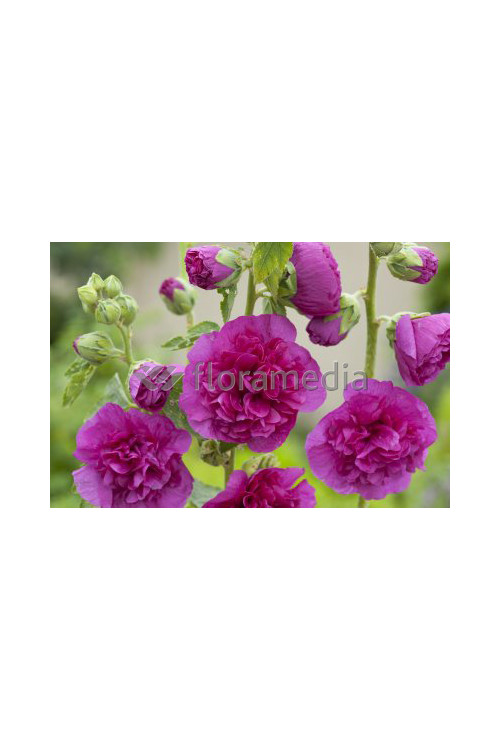 malwa, malwa różowa, malwa Chater's Rosa, alcea