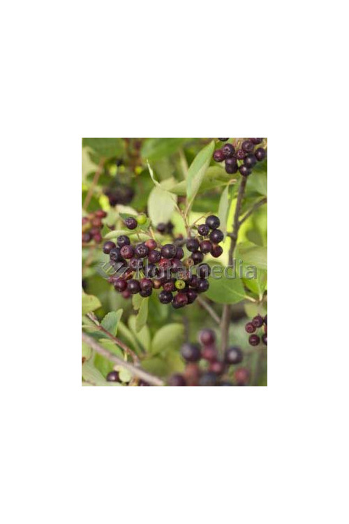 Aronia śliwolistna 'Viking' Aronia prunifolia
