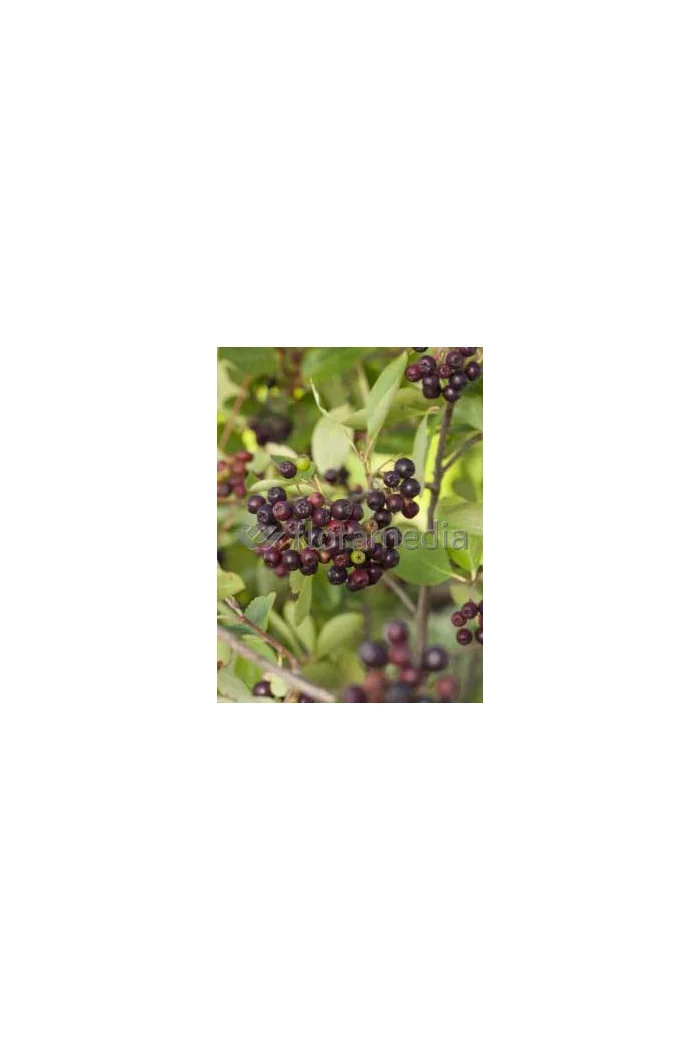 Aronia śliwolistna 'Viking' Aronia prunifolia
