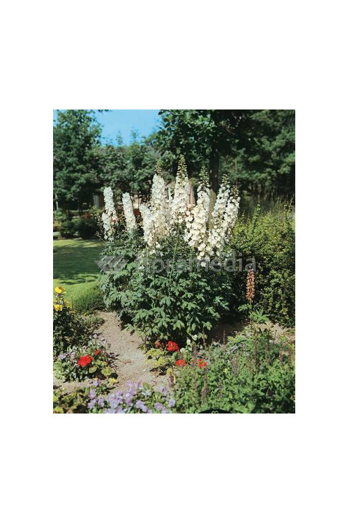 Ostróżka ogrodowa 'Galahad' Delphinium