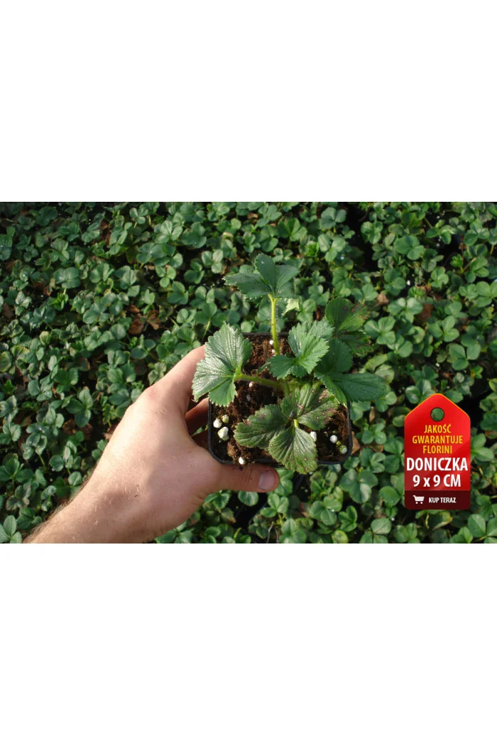 Truskawka 'Honeoye' Fragaria ananassa