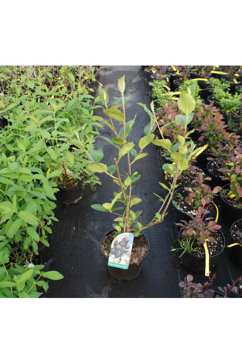 Aronia śliwolistna 'Viking' Aronia prunifolia