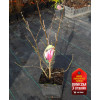 Magnolia pośrednia 'Alexandrina' Magnolia soulangeana