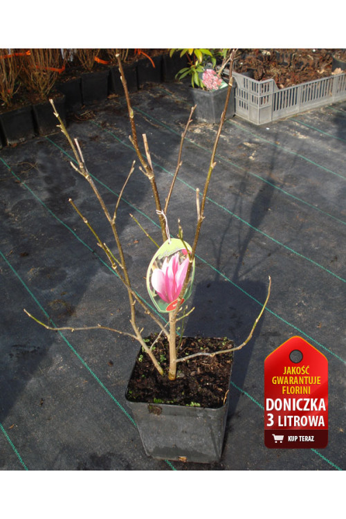 Magnolia pośrednia 'Alexandrina' Magnolia soulangeana