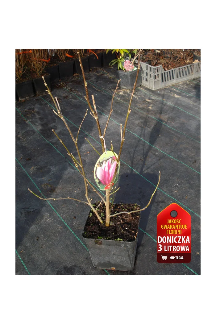 Magnolia pośrednia 'Alexandrina' Magnolia soulangeana