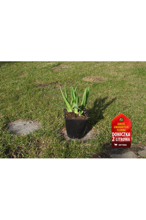 Liliowiec 'Night Beacon' Hemerocallis