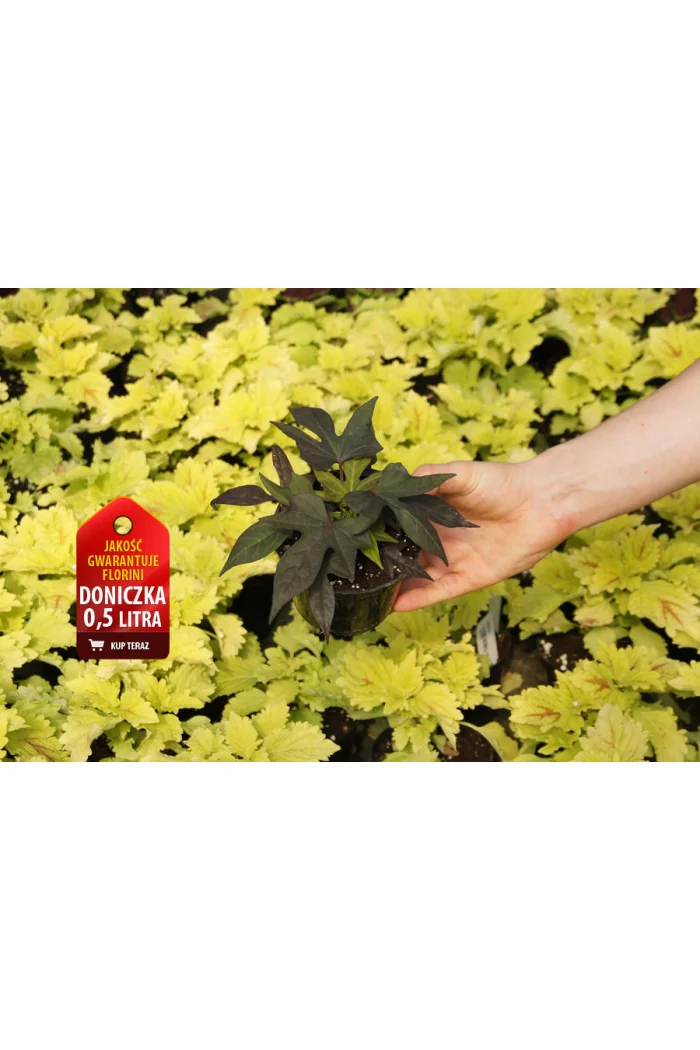 Ipomea ‘Bright Ideas Black’ div class'lat' Ipomea /div