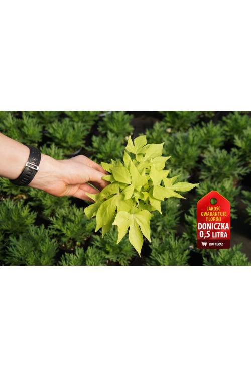 Ipomea ‘Bright Ideas Lime’ div class'lat' Ipomea /div