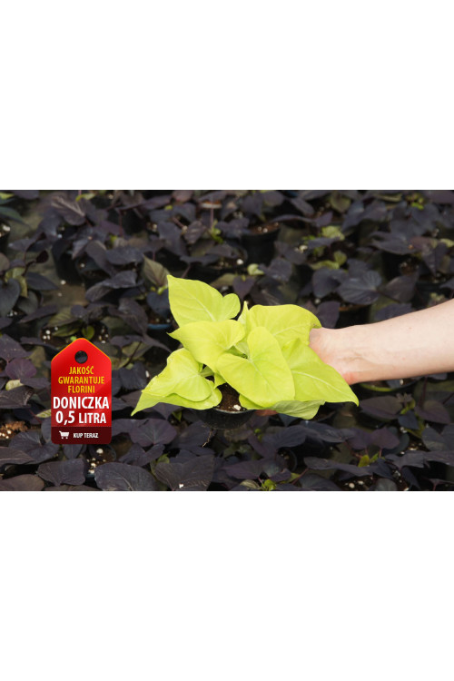 Ipomea ‘Marguerite’ div class'lat' Ipomea /div