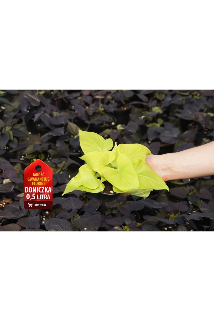 Ipomea ‘Marguerite’ div class'lat' Ipomea /div