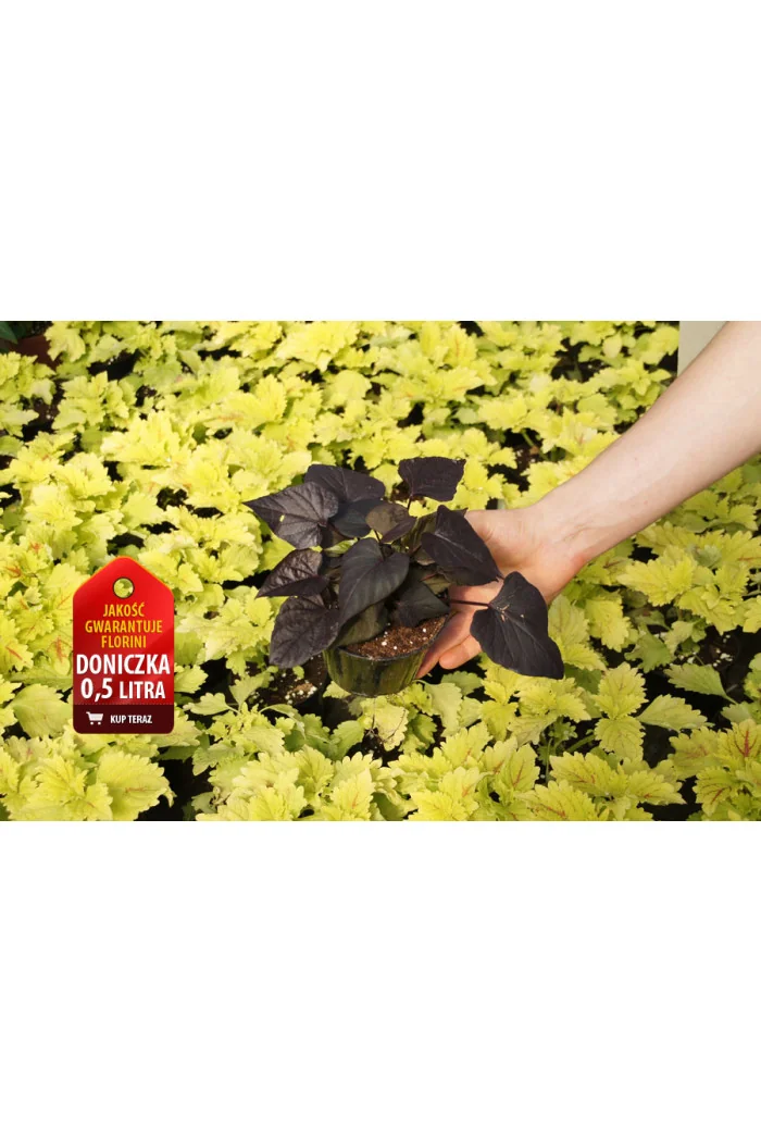 Ipomea ‘Suntory Black Tone’ div class'lat' Ipomea /div