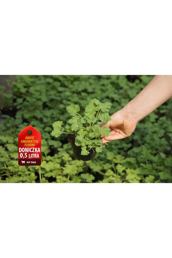 pelargonia zapachowa, pelargonia cytrynowa, pelargonia o zapachu cytryny