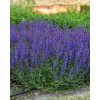 Szałwia omszona 'Carina' | Salvia x hybrida