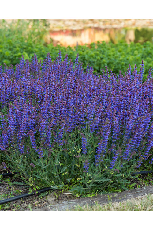 Szałwia omszona 'Carina' | Salvia x hybrida