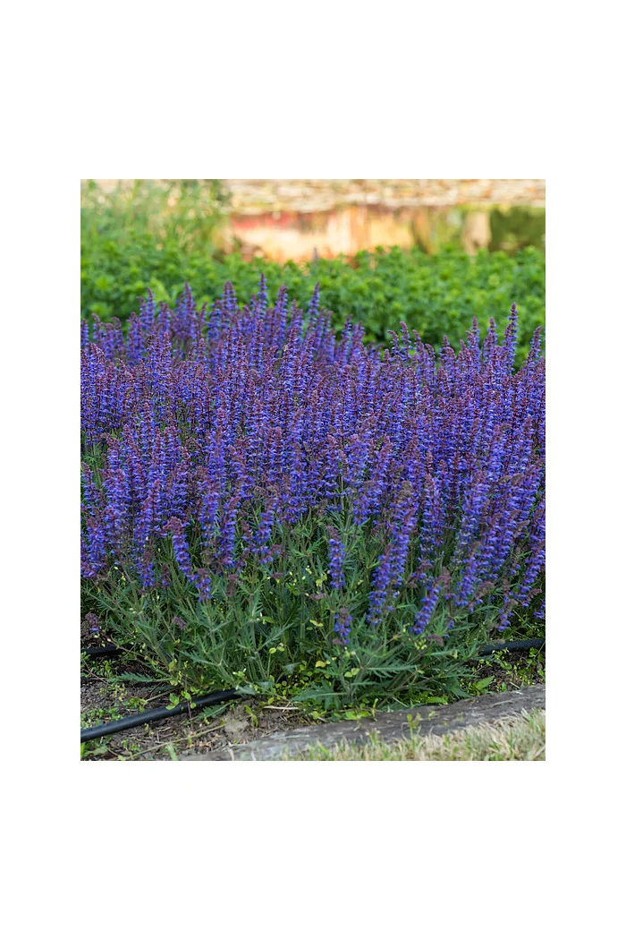 Szałwia omszona 'Carina' | Salvia x hybrida