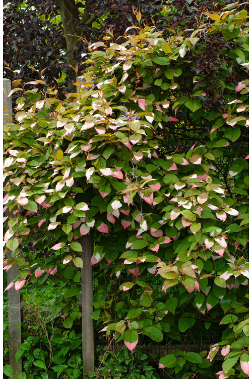 Aktinidia pstrolistna | Actinidia kolomikta