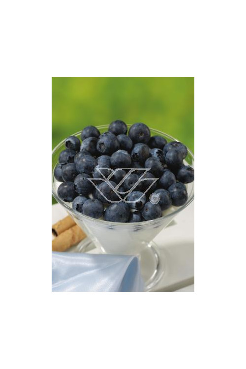 Borówka wysoka (amerykańska) 'Toro'| Vaccinium corymbosum