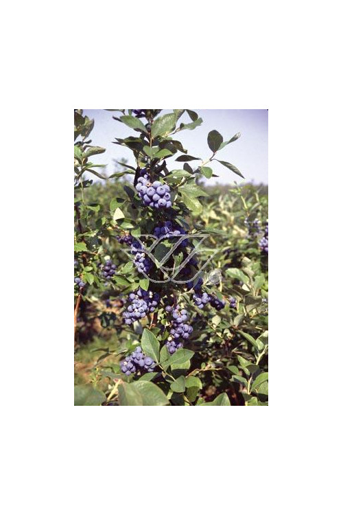 Borówka wysoka (amerykańska) 'Toro'| Vaccinium corymbosum