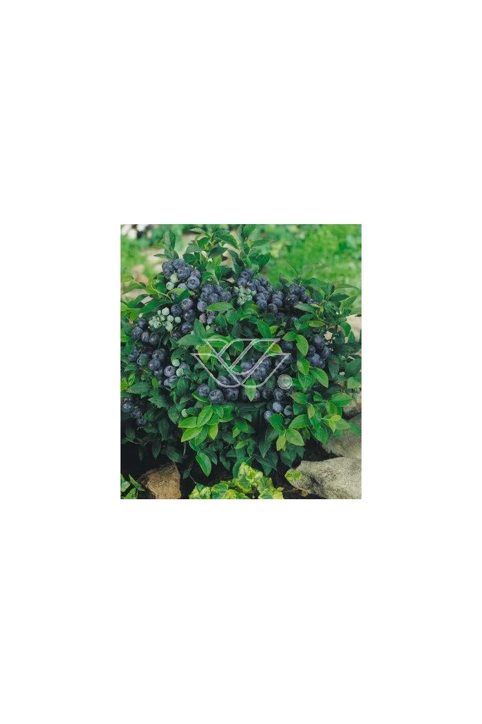 Borówka wysoka (amerykańska) 'Bluejay' Vaccinium corymbosum