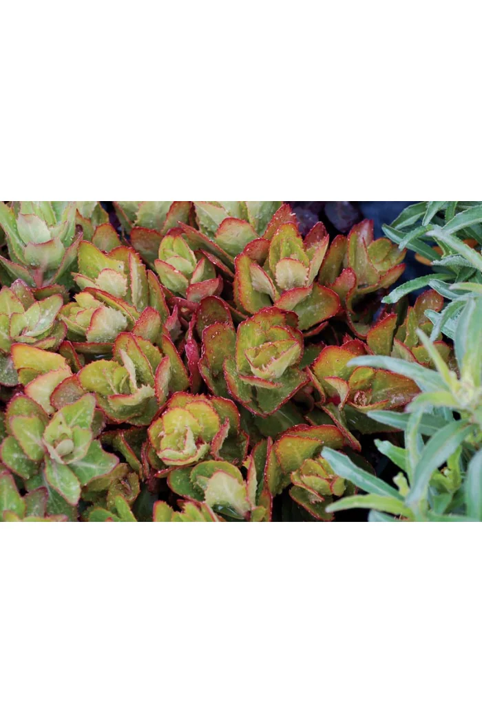 Rozchodnik 'Birthday Party' Sedum spectabile