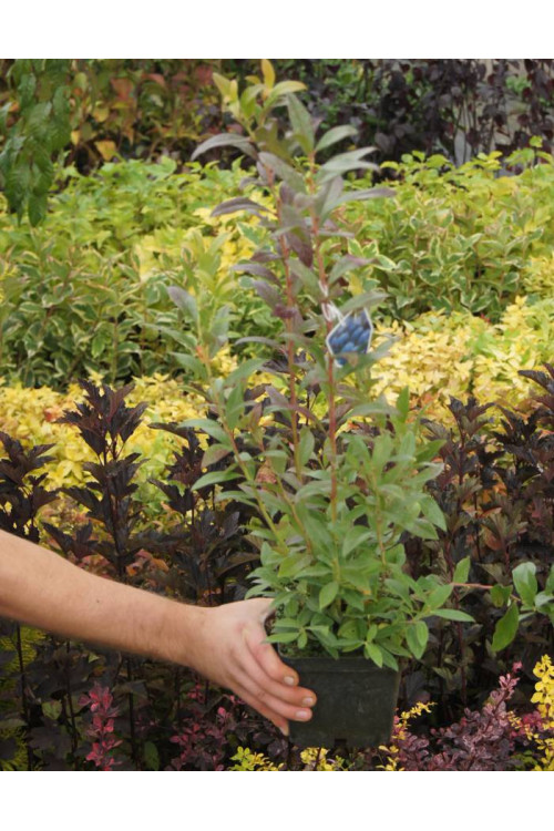 Borówka półwysoka (amerykańska) 'Northblue' Vaccinium angustifolium