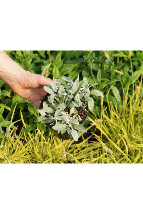 Przetacznik kłosowy 'Silberteppich' Veronica incana