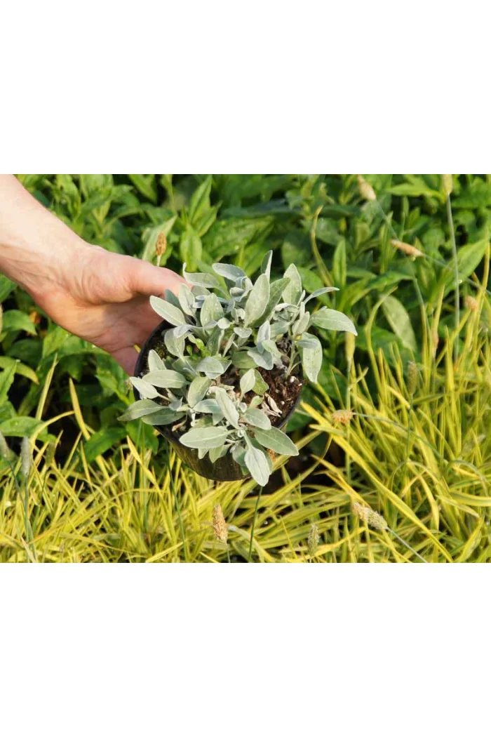 Przetacznik kłosowy 'Silberteppich' Veronica incana