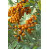 Rokitnik Hippophae rhamnoides