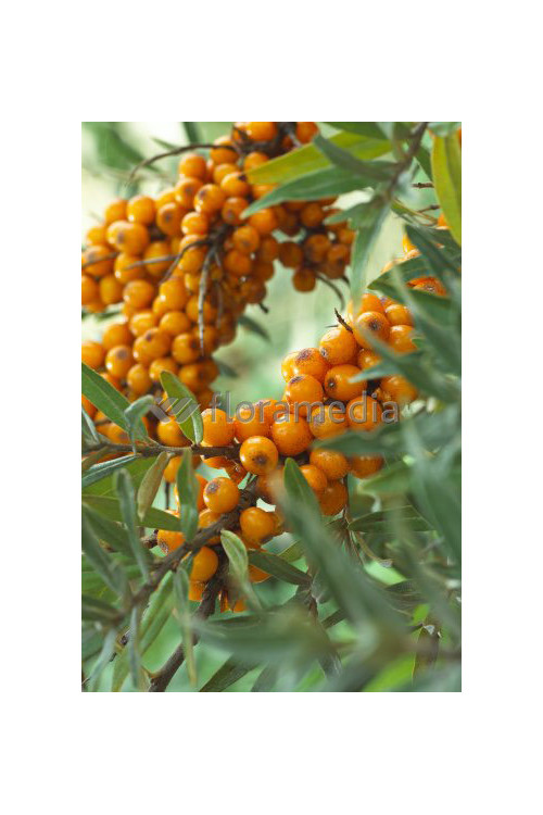 Rokitnik Hippophae rhamnoides