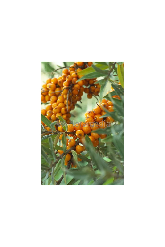 Rokitnik Hippophae rhamnoides
