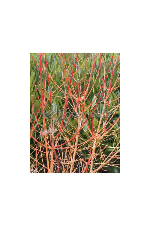 Dereń świdwa 'Midwinter Fire' Cornus sanguinea
