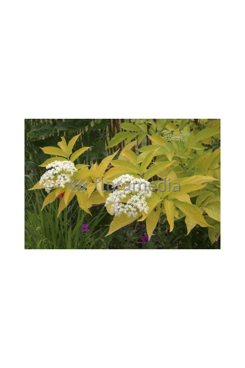 Bez czarny 'Aurea' Sambucus nigra