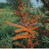 Rokitnik Hippophae rhamnoides