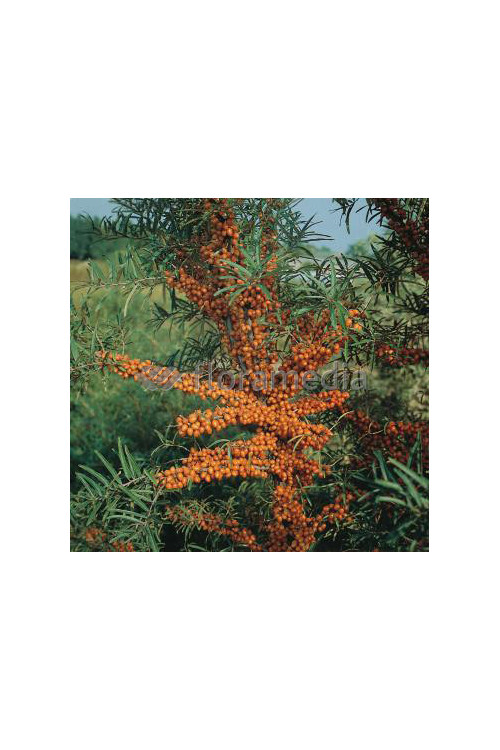 Rokitnik Hippophae rhamnoides