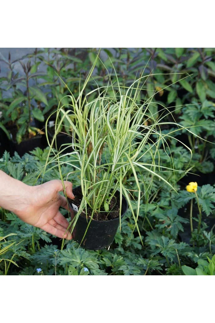 turzyca, turzyca morrowa, carex,