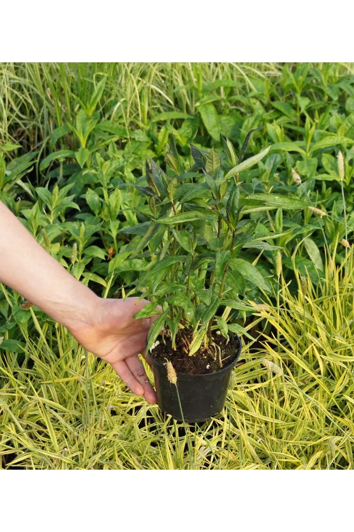 Floks wiechowaty 'Le Mahdi' Phlox panniculata