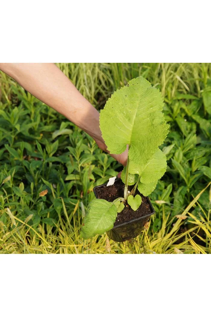 Smotrawa okazała | Telekia speciosa