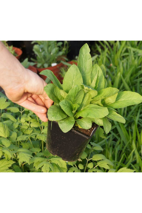 Lobelia wielka 'Blaue Auslese' Lobelia siphilitica