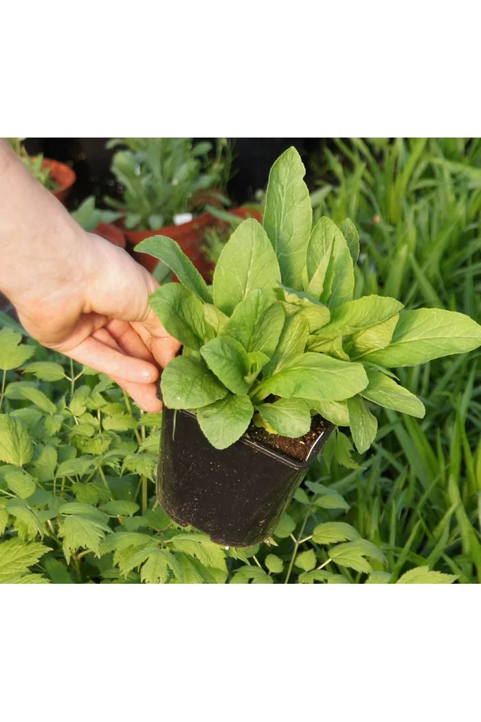 Lobelia wielka 'Blaue Auslese' Lobelia siphilitica