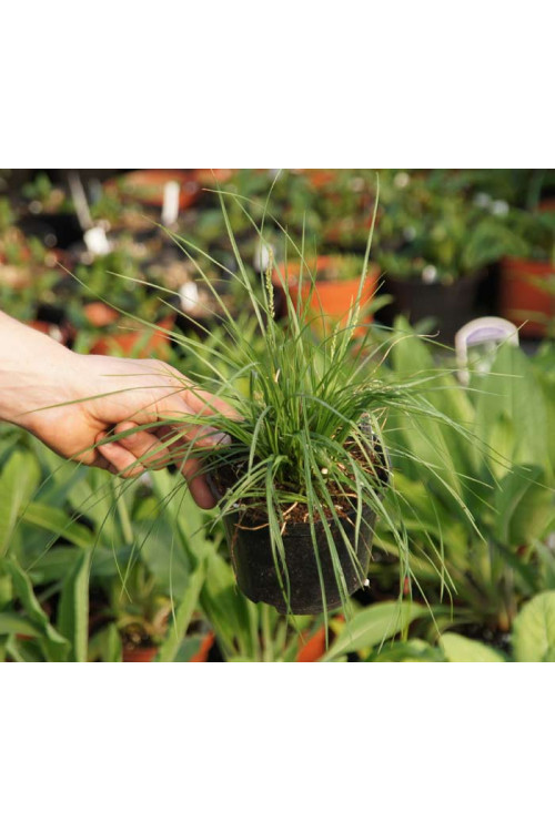 turzyca, turzyca morrowa, turzyca Silver Sceptre, carex