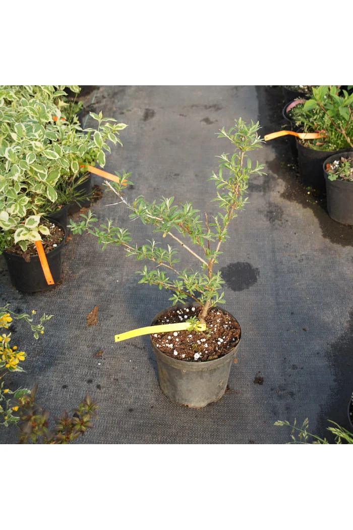 Rokitnik Hippophae rhamnoides