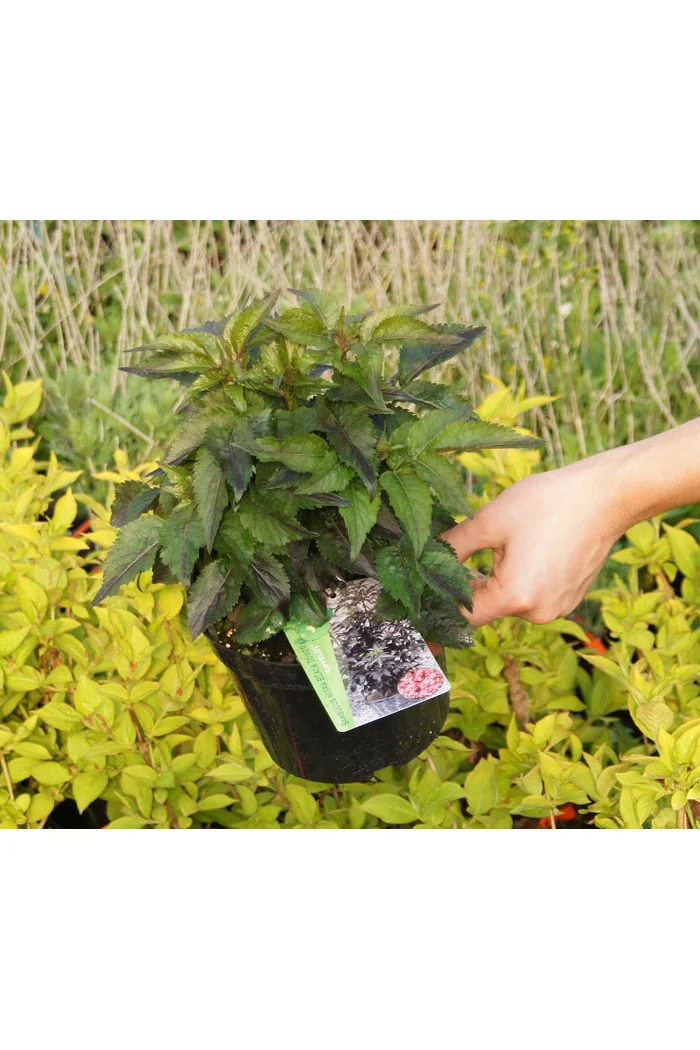 Bez czarny 'Black Tower' | Sambucus nigra