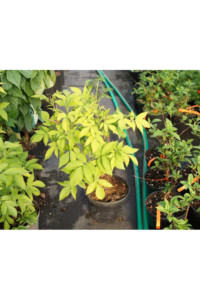 Bez czarny 'Aurea' Sambucus nigra