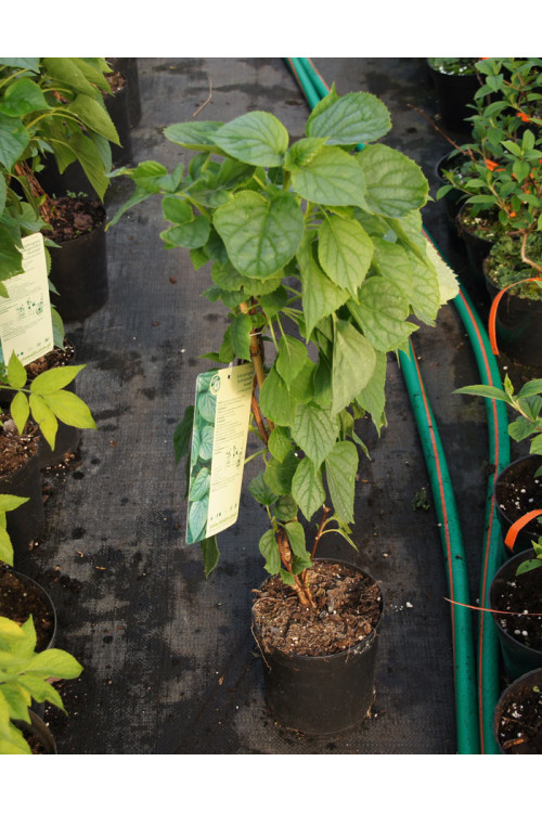 Przywarka japońska 'Moonlight'| Schizophragma hydrangeoides