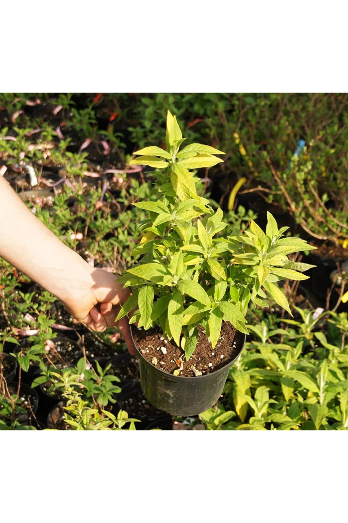 Budleja Dawida 'Moonshine' Buddleja dawidii