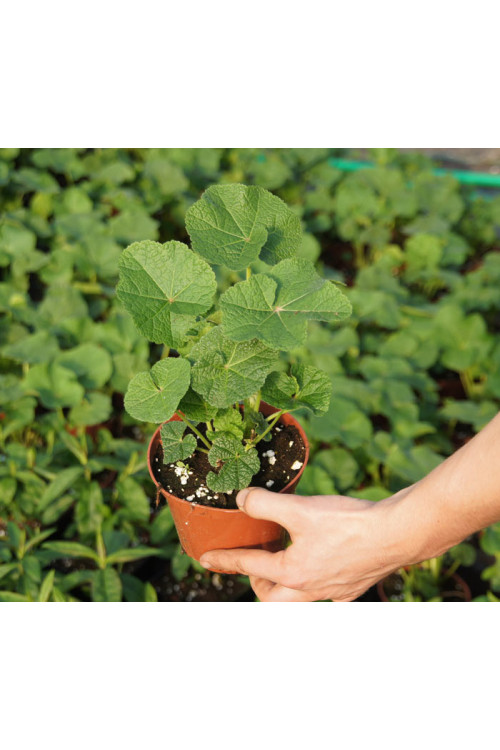 malwa, malwa różowa, malwa Chater's Rosa, alcea
