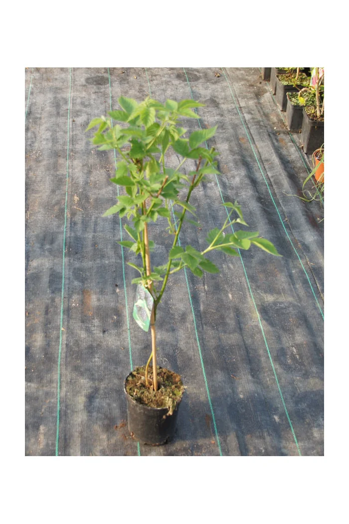 Jeżyna bezkolcowa 'Black Satin' Rubus fruticosus