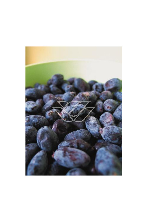 Jagoda kamczacka 'Amfora' Lonicera kamtschatica